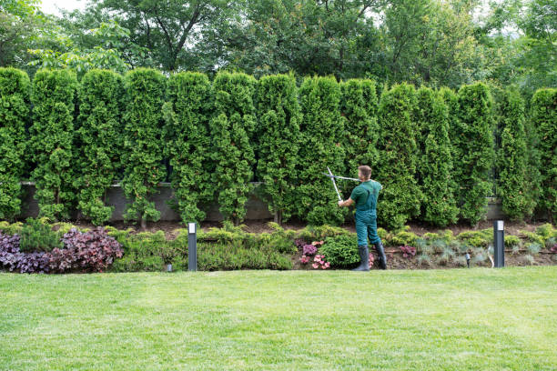 Lawn Maintenance Plans in Pierce, NE