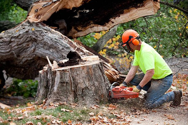 Trusted Pierce, NE Tree Services Experts